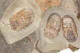 Cluster Of Four Symphysurus Trilobites - Preserved Antennae! #206444-2